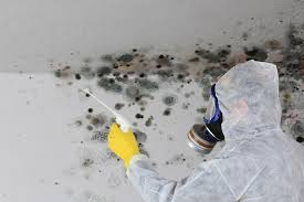 Mold Remediation for Rental Properties in Ephrata, PA